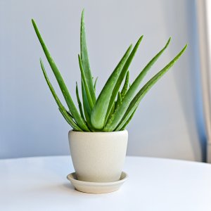 Aloe vera (Aloe vera) - kont. C1L, výška 15-25 cm